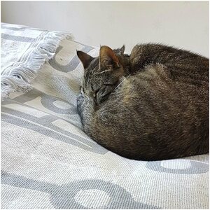 Pufz Viltti asuntovaunu logolla valkoinen / harmaa